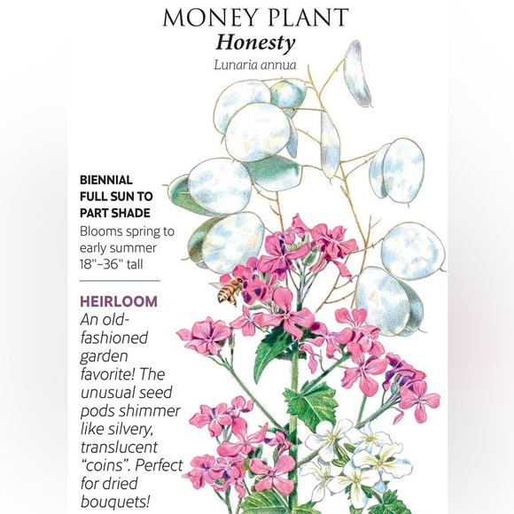 🪷64 Money ‘Silver Dollar’ Luck Lunaria Plant Seeds, Non-GMO Heirloom🪷 - Picture 2 of 14